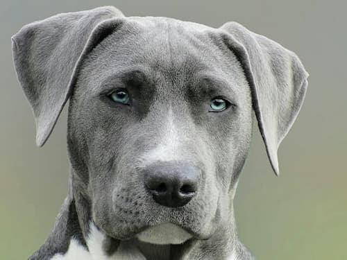 Are All Puppies Born With Blue Eyes? Do Those Beautiful Hues Last? 4 Are all puppies born with blue eyes?
A close-up photo of a cute dog with piercing blue eyes and floppy ears, looking directly at the camera with a friendly expression.
