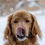 7 Reasons: Why do dogs like lotion? Is it tasty for them?