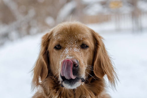 A dog with its tongue out in the snow.

