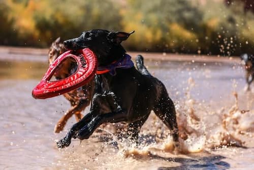 Muddy dogs playing together