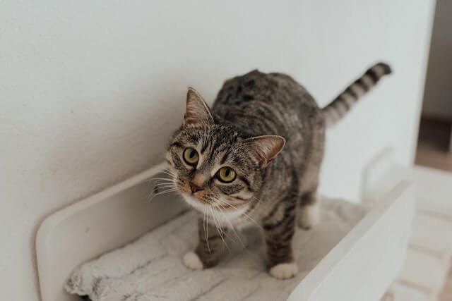 Why Do Cats Make Muffins? Are They Trying to Say Something? 1 why do cats make muffins: a cat standing on his bed from the front view.