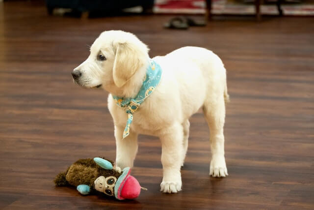 An adorable small white pup