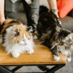 Why Do Cats Like Butt Pats? (5 Surprising Reasons!)