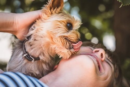Why Do Dogs Like Lotion? Is It Tasty for Them? (7 Reasons) 2 Dog licking woman's face.
why do dogs like lotion.