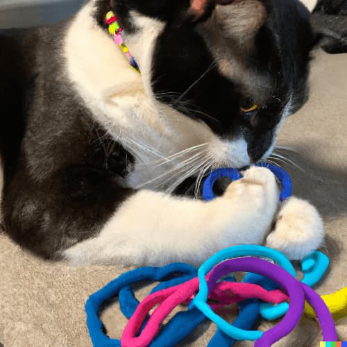 Why do cats like hair ties?
This black and white cat is playing with hair ties.