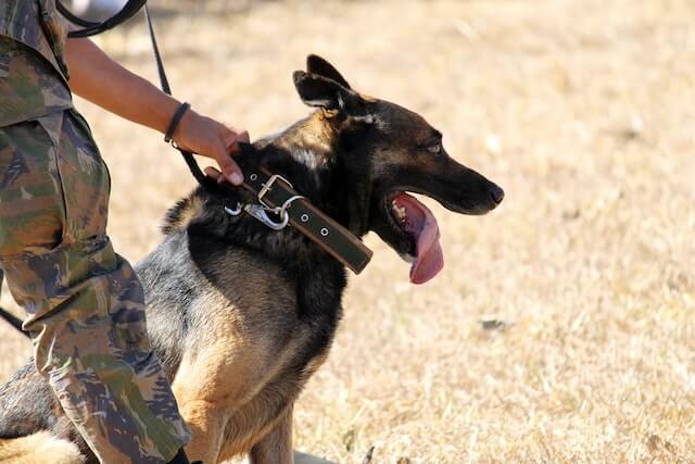 Are Police Dogs Neutered? (Check Out the Pros and Cons!) 2 The police officer is holding K-9's neck belt.
Are Police Dogs Neutered?