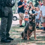 Do Police Dogs Get Paid? (Man’s Best Friend on the Job!)