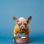 Can dogs eat cream of wheat? Can you feed it? Find out now!
