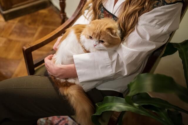 Why are orange cats stupid? An orange cat sits on top of the owner's lap as she watches the television.


