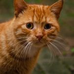 Why Are Orange Cats So Dumb? [Facts & Truths!]
