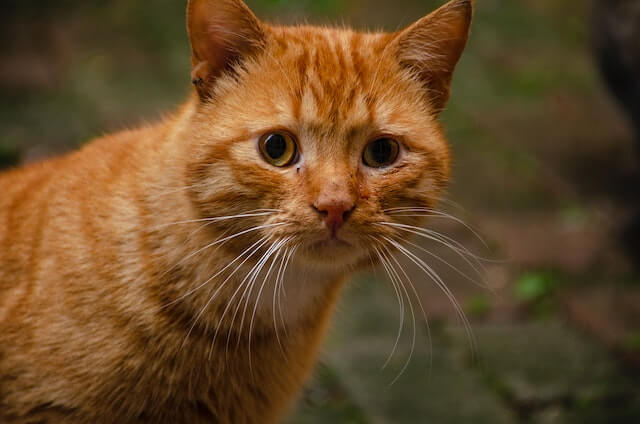 There is an orange tabby cat looking at you. 

why are orange cats so dumb?
