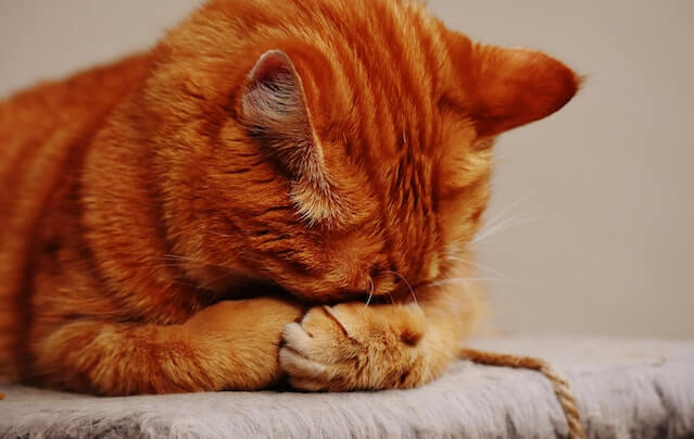 Are ginger cats dumb? The orange tabby cat hides his face.