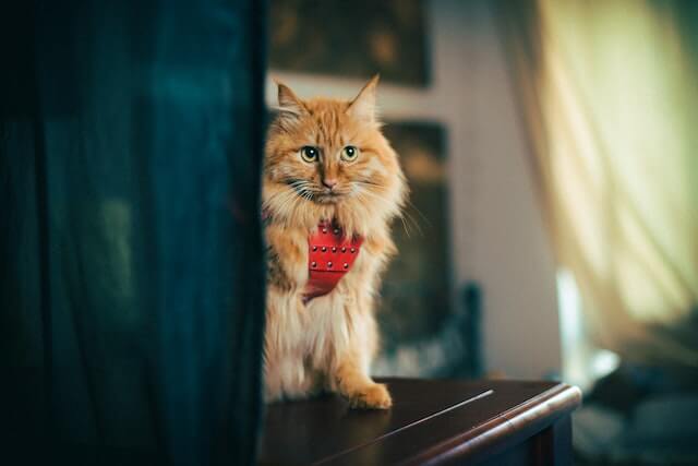 Tabby orange cat. 

why are orange cats so dumb?