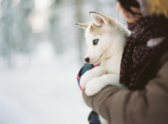 Are All Puppies Born With Blue Eyes? Do Those Beautiful Hues Last? 2 Are all puppies born with blue eyes?
A close-up of a beautiful Siberian Husky being held by its proud owner in the snow, with a blurry background of more snow-covered trees and bushes.