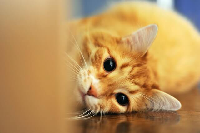 Are Female Orange Cats Rare? Myth or Reality? Find Out Now! 2 The orange tabby cat stares at the camera. Are female orange cats rare?