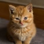 Are Female Orange Cats Rare? Myth or Reality? Find Out Now!