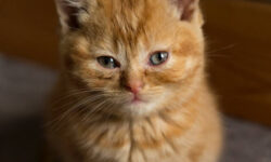 Are Female Orange Cats Rare? Myth or Reality? Find Out Now!