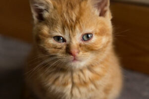 Are Female Orange Cats Rare? Myth or Reality? Find Out Now!