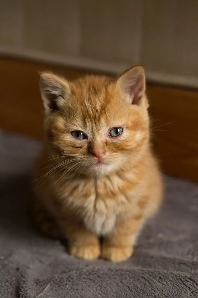Are Female Orange Cats Rare? Myth or Reality? Find Out Now! 3 A cute orange tabby cat is sitting and staring at the camera.