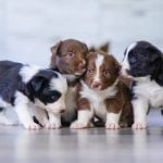 Are all puppies born with blue eyes? Are they permanent?