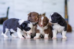 Are All Puppies Born With Blue Eyes? Do Those Beautiful Hues Last?