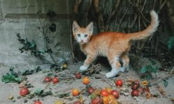 Why Do Cats Like the Pspsps Sound? (What Do They Think?)