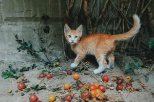 Why Do Cats Like the Pspsps Sound? (What Do They Think?)