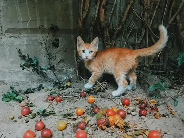 Why Do Cats Like the Pspsps Sound? (What Do They Think?) 1 Why do cats like the pspsps sound? An alert white and orange cat looks ahead with its tail up