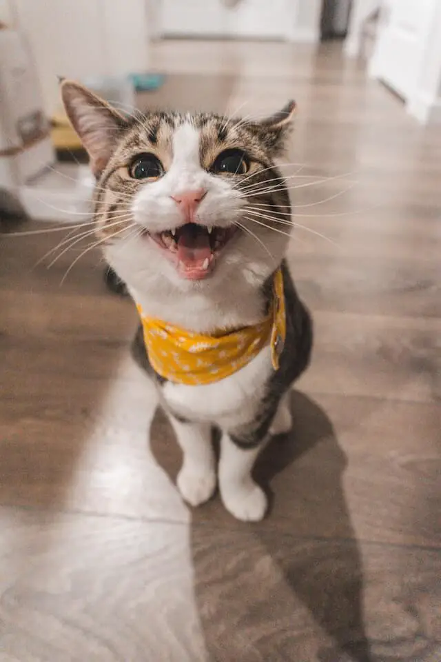 Why Do Cats Like the Pspsps Sound? (What Do They Think?) 2 why do cats like the pspsps sound
