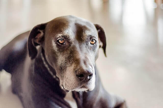 An old brown dog sits on the ground 