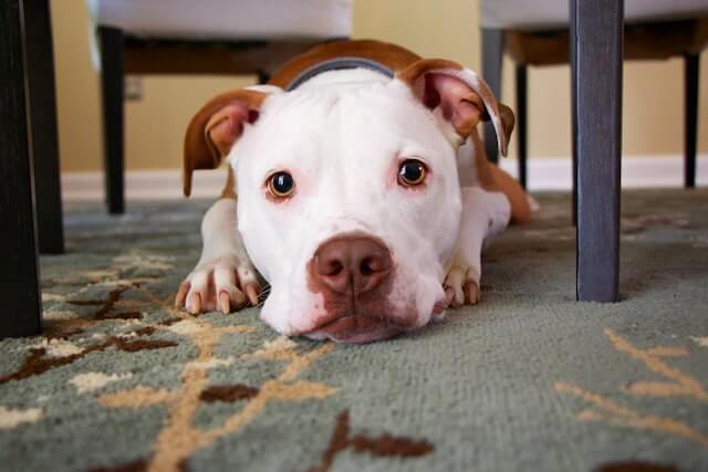 Under a table, a white and brown dog lies facing the front.