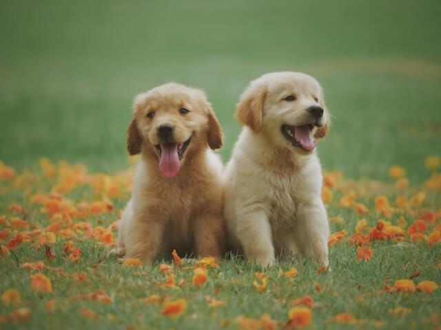 Are all puppies born with worms? Two adorable light brown puppies sit side by side in the grass, their tongues lolling out of their mouths. They seem content and relaxed, with their floppy ears and curious eyes taking in the world around them.