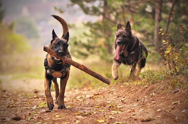Do Police Dogs Get Paid? Yes! (Here's How) 2 Do police dogs get paid?
Two Adult Black-and-tan German Shepherds Running on Ground