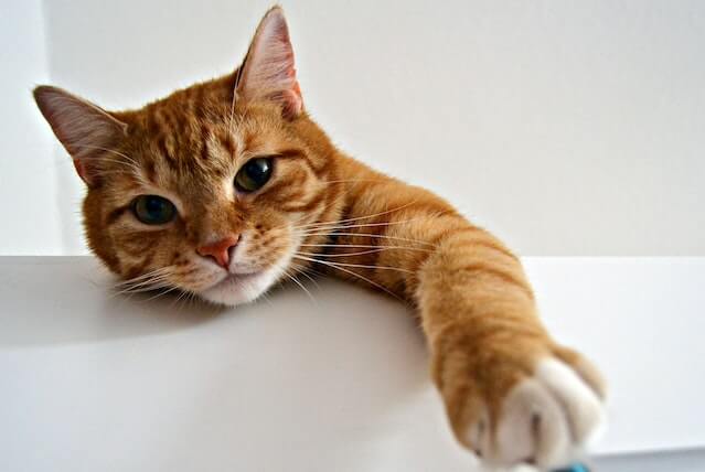 Are Female Orange Cats Rare? Myth or Reality? Find Out Now! 1 The orange tabby cat stares at the camera. Are female orange cats rare?