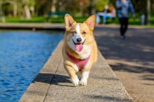 Can Dogs Breathe Through Their Mouth? Find Out Now!