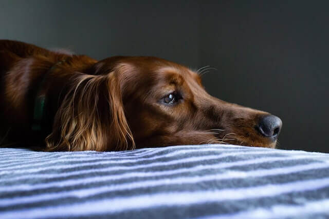 Close up shot of a dog lying on bed.