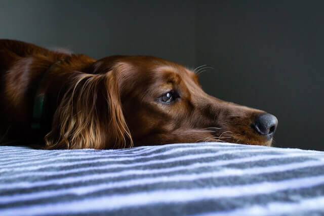 Why Are My Dog Balls Black? 7 Common Causes! 6 Close up shot of a dog lying on bed.