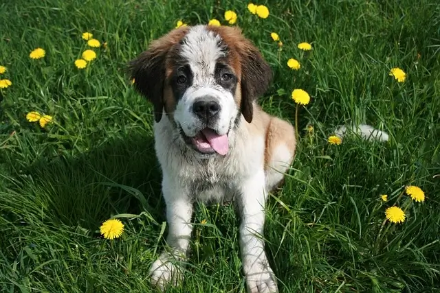 Are st bernards aggressive? A fluffy brown and white St. Bernard puppy sits on green grass with its tongue out, looking happy and playful.