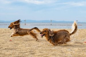 Are Long Haired Dachshunds Hypoallergenic? Do They Shed a Lot?
