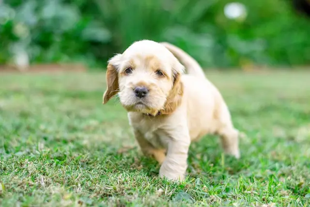 Are all puppies born with worms? A small, furry cocker spaniel puppy stands on all fours in a lush green field. Its light brown coat blends in with the grass, and its eyes are bright and curious as it gazes off into the distance.