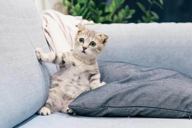 Why do cats like hair ties? 
There's a cat standing cross on the couch.