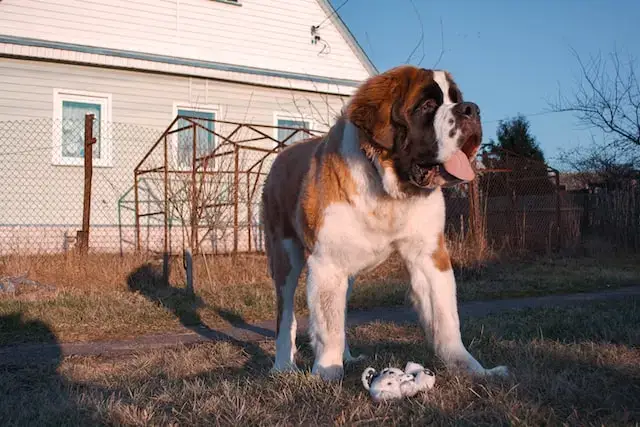 Are st bernards aggressive? A majestic St. Bernard stands tall on a green lawn outside of a beautiful house. Its thick coat of fur shines in the sun.