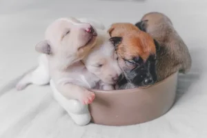 Are All Puppies Born With Worms? (Are Puppy Worms Contagious?)