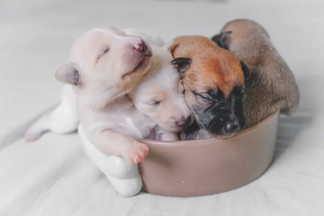 Are all puppies born with worms? In a white ceramic bowl, four tiny puppies snuggle together in a deep sleep. Two are chocolate brown, and two are snow-white, with their eyes tightly shut and their little paws tucked up under their bellies.