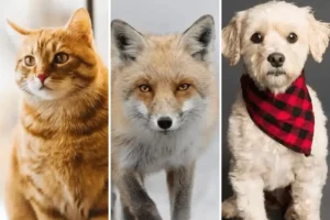 Are Foxes Closer to Dogs or Cats? What’s the difference?