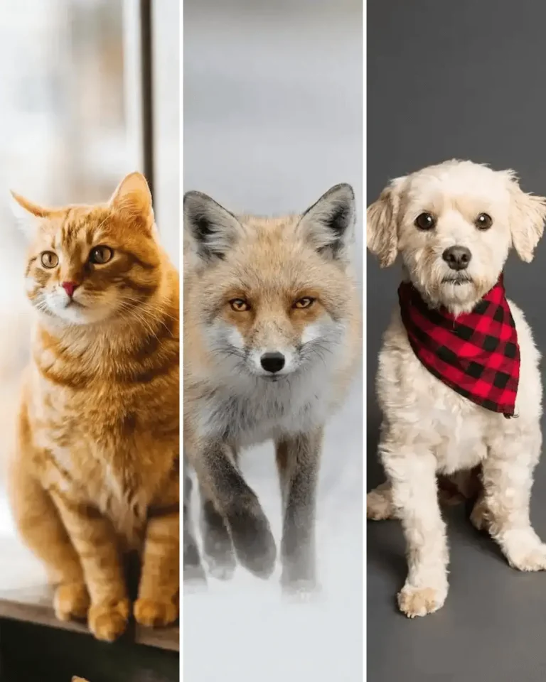 Are Foxes Closer to Dogs or Cats