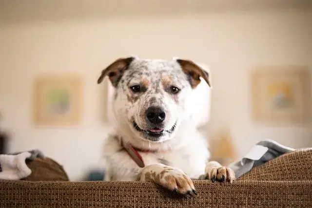 Are Australian Cattle Dogs Aggressive? (Do They Bite?) 4 A white Australian Cattle Dog sits on a beige sofa and stares at the camera.