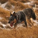 Are Australian Cattle Dogs Aggressive? (Do They Bite?)