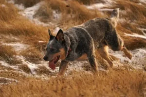 Are Australian Cattle Dogs Aggressive? (Do They Bite?)
