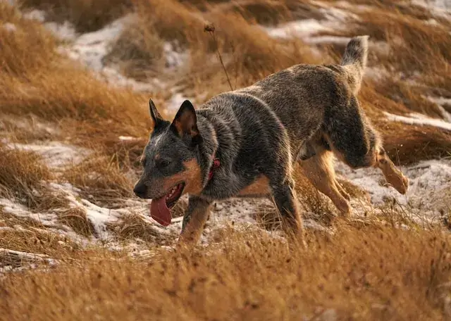 Are Australian Cattle Dogs Aggressive? (Do They Bite?) 1 Are Australian Cattle Dogs aggressive? An Australian Cattle Dog is wandering around with its tongue hanging out.